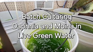 Batch Culturing Daphnia and Moina in Live Green Water [upl. by Durham444]