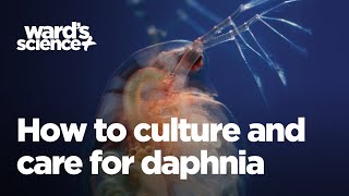 Caring and Culturing for Daphnia [upl. by Veron]