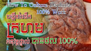 Tutorial how to culture daphnia​ real show  របៀបបង្កើតចៃទឹកក្រហមដោយអនុវត្តផ្ទាល់  Daphnia culture [upl. by Primo566]