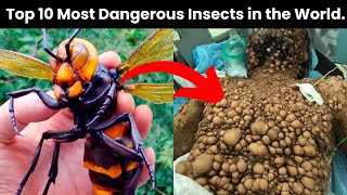 10 Most Deadliest Insects In The World  dangerousinsects [upl. by Aisirtap]