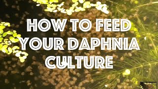 How To Feed Your Daphnia Culture [upl. by Ominorej]