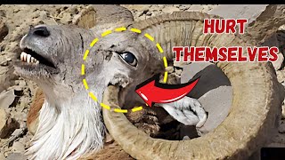 The Most Shocking Ways Animals Intentionally Harm Themselves [upl. by Kaleena635]