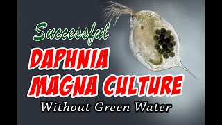 How to Cultue Daphnia Magna the Easy Way [upl. by Ajak805]