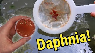 How I Culture Daphnia In Outdoor Tubs [upl. by Llatsyrk]