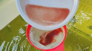 How to culture daphnia  Daphnia culture  How to grow daphnia outdoor [upl. by Kentiggerma]