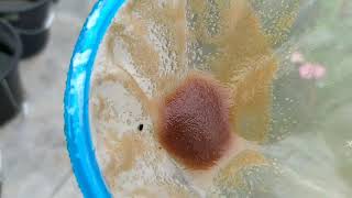 How to culture daphnia moina in a small container Part 1 English Subtitle [upl. by Nosdivad671]