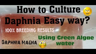 Daphnia MagnaHow to Culture Daphnia Easy wayCulturing Daphnia using Green water Daphnia [upl. by Oiratno965]