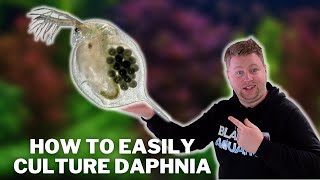 Great Live Fish Food  How to Easily Culture Daphnia  Water Fleas and What to Avoid [upl. by Marcos]