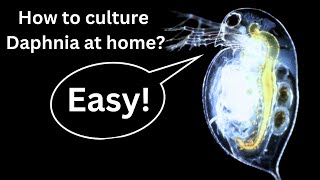 BEST Live Fish Food Beginner guide How to Culture Daphnia at home [upl. by Dat]