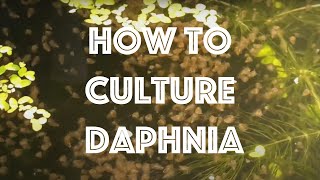 How To Culture Daphnia Magna [upl. by Musihc445]