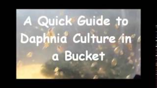 How to culture daphnia outside [upl. by Tamaru]