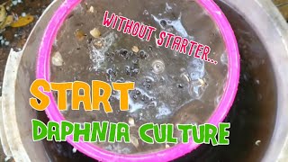 How to culture daphnia moina the easy way 1  Starting the Daphnia culture [upl. by Nohsyt]