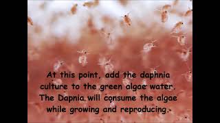 Daphnia  How to grow daphnia in your home [upl. by Stelmach]