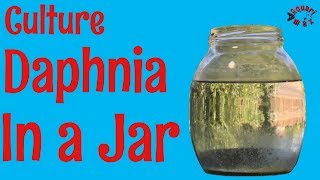 How to Culture Daphnia in a Jar [upl. by Abbotsun197]