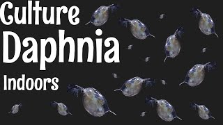 How to Culture Daphnia [upl. by Meier975]