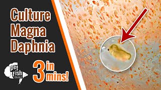 How to culture DAPHNIA MAGNA  The easy way [upl. by Rosette]