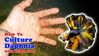 How to Culture Daphnia with ZERO Cost  Unlimited Live Food For Our Fish [upl. by Amr168]