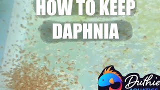 How to do a Daphnia Culture [upl. by Stucker]