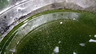 DAPHNIA MOINA CULTURE IN A SMALL BUCKET [upl. by Tab]