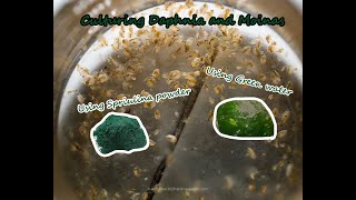 How To Culture Daphnia and Moinas using Green Water Spirulina powder [upl. by Natale]